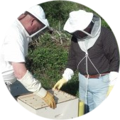 Honey Bee Hives 1